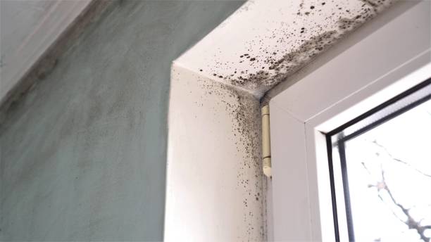 Biohazard Mold Removal in Holstein, IA
