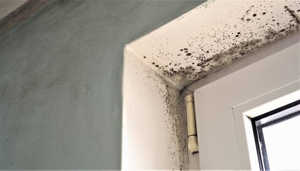 Best Attic Mold Removal  in Holstein, IA