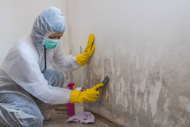Best Air Quality Testing for Mold Spores  in Holstein, IA