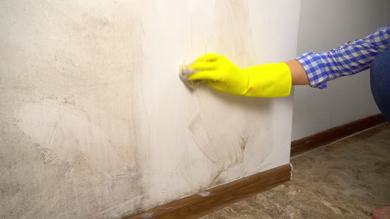 Best Mold Remediation for Healthcare Facilities  in Holstein, IA