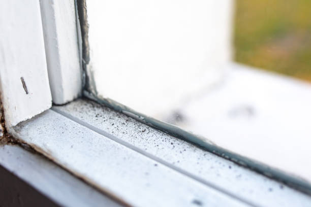  Holstein, IA Mold Removal Pros