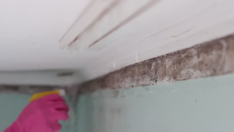 Best Basement Mold Removal  in Holstein, IA