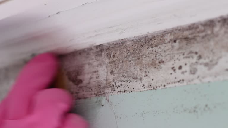 Best Mold Odor Removal Services  in Holstein, IA